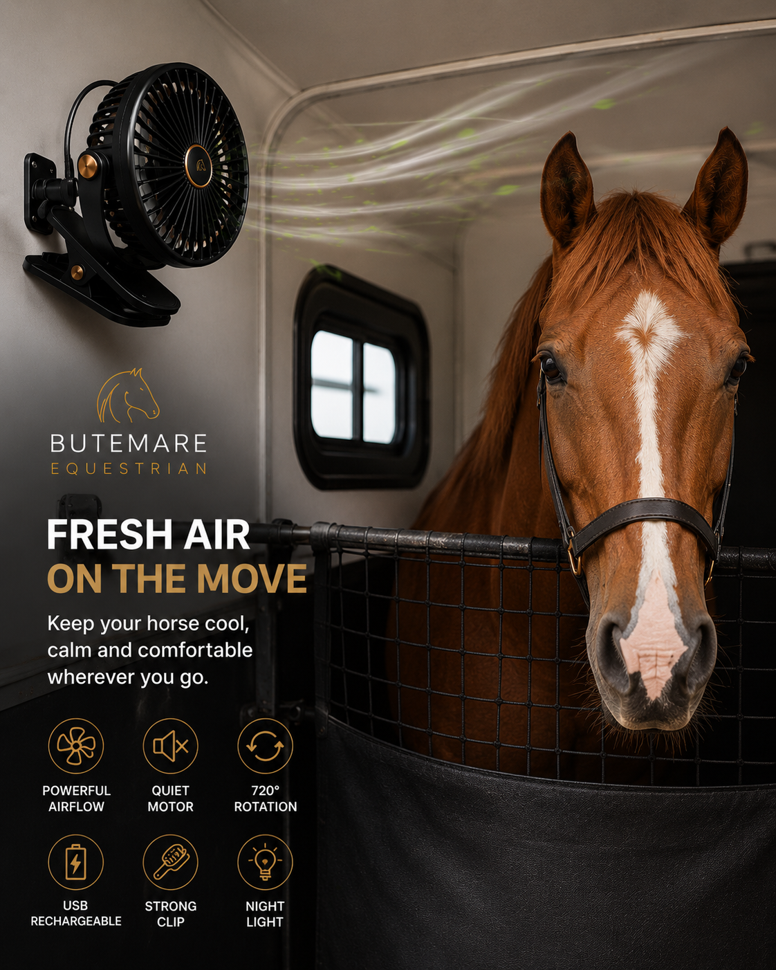 Stable Breeze in a horsebox